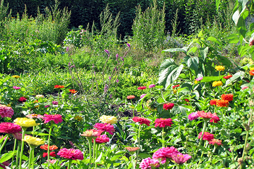Steinschaler Naturhotels: Produktionsgarten Blumen